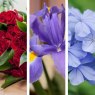 MARY,FLOWERS