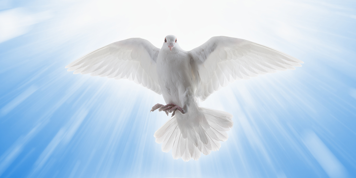 HOLY SPIRIT,DOVE