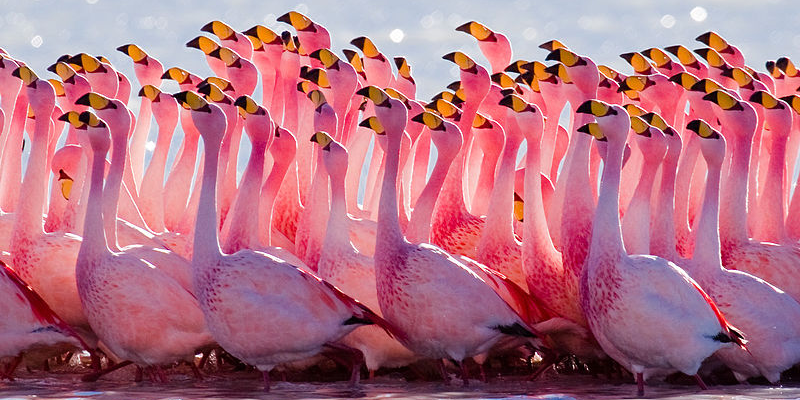 Andean Flamingo