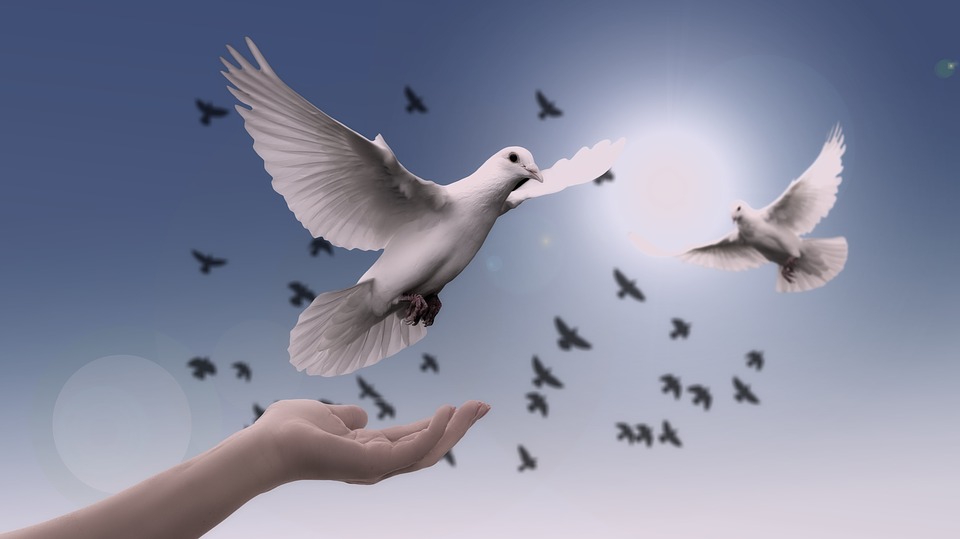 dove.jpg